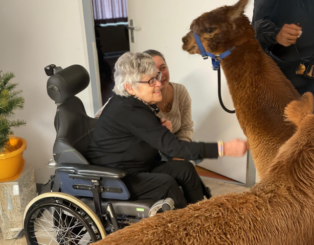 Alpaca's knuffelen