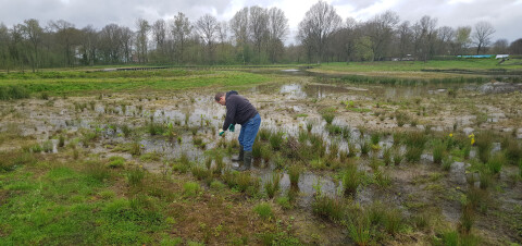 Waterretentiepark Biodiversiteitsgroep zaailingen verwijderen Landpark 2024